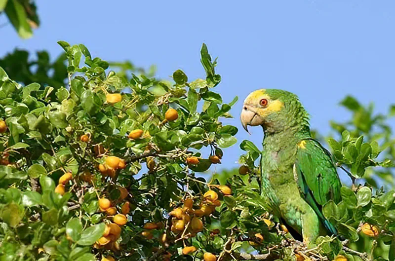 Parrot – SÄBI CASA, Puerto Jiménez
