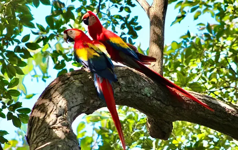 Scarlet macaws – SÄBI CASA, Puerto Jiménez