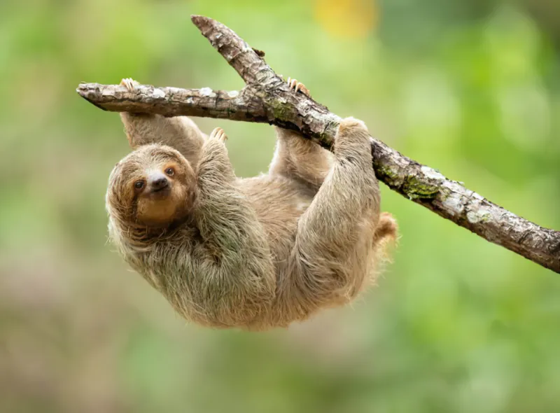 Sloth – SÄBI CASA, Puerto Jiménez