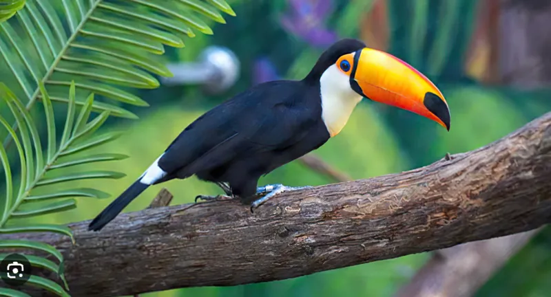 Toucan – SÄBI CASA, Puerto Jiménez