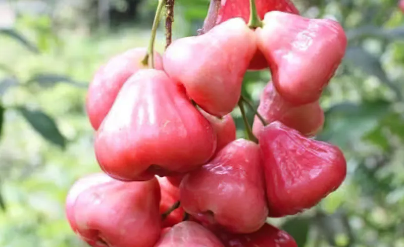 Water apples – SÄBI CASA, Puerto Jiménez